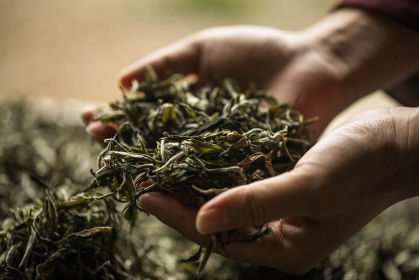 一张图带你领略普洱皇后易武的“七村八寨”古树普洱茶