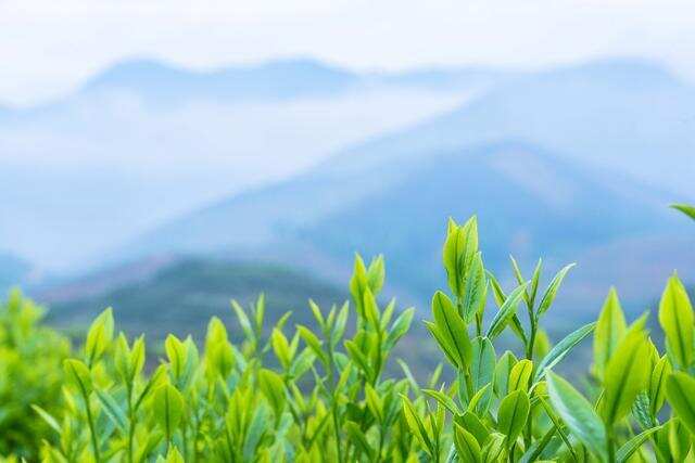 一片神奇东方树叶的世界之旅，中国茶的历史就是世界茶的发展史。