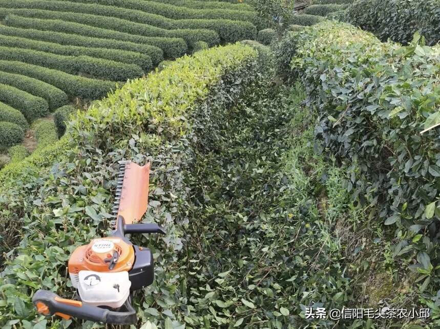 信阳毛尖春茶结束，进入修剪阶段，为来年的高品质采摘做准备