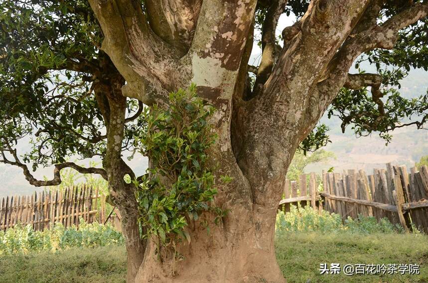 澜沧江畔，邦崴茶香｜千年古茶园靠它自成一派!