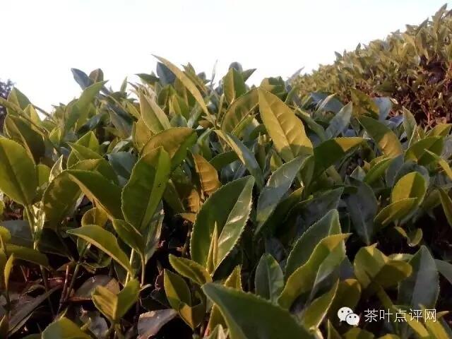 寻茶|