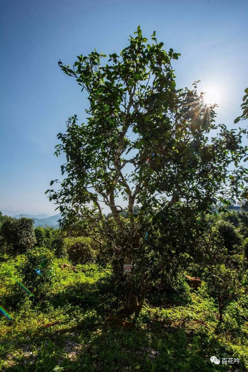 品鉴丨百花吟磐石古树熟茶：汤感厚实 香浓味醇