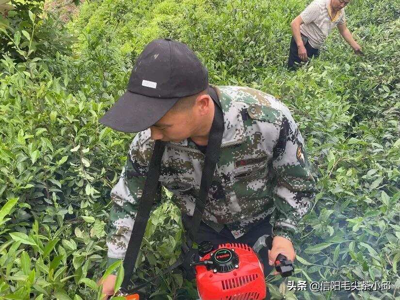 初夏时节，春茶结束了！开始修剪自家茶园