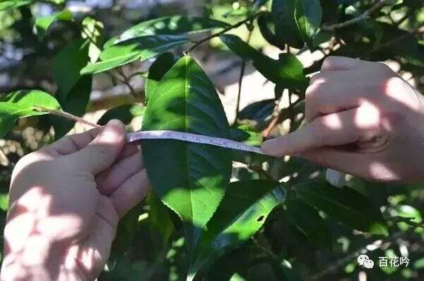 普洱茶山100讲丨第三讲版纳茶区：倚邦“有茶树、水井之地”