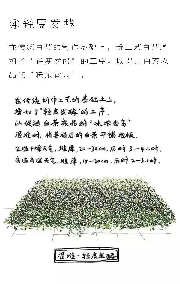 关于白茶 · 前世今生 · 立体多维