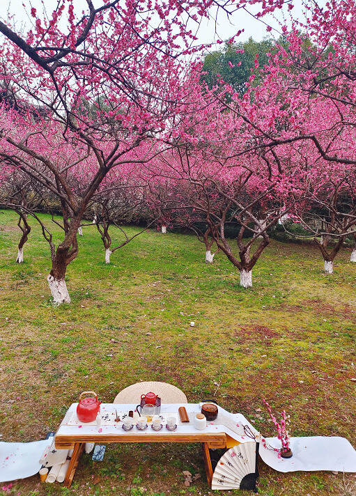 觉悦茶修 万境听茶——超山梅花园：万树梅花一席茶