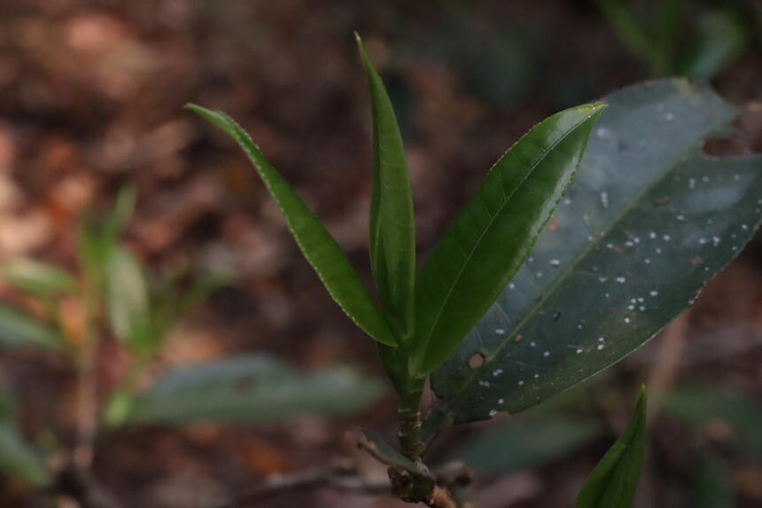 新六大茶山是哪六个？滋味如何？