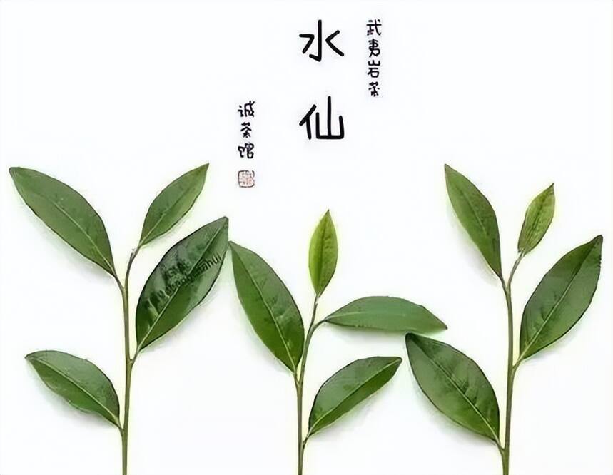 青茶 | 闽北乌龙 --- 武夷岩茶之醇不过水仙 斗茶味兮轻醍醐