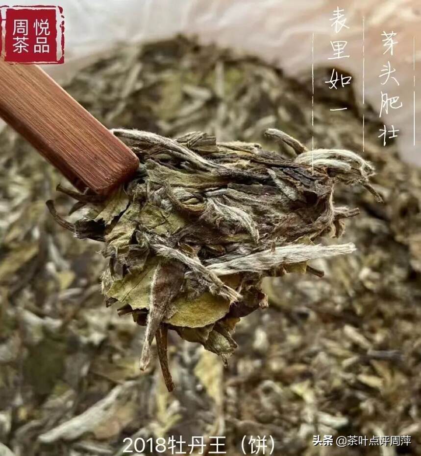 2018牡丹王：似谦谦君子，温润如玉