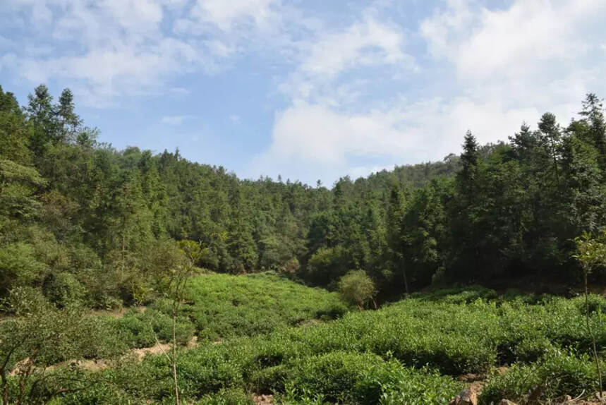 赣茶·寻茶记 | 揽上饶美景 品茗龙茶香