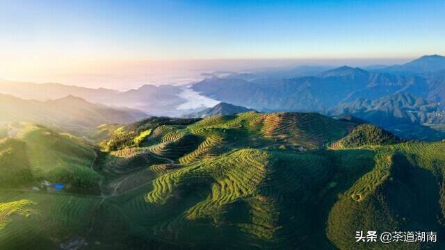 “十八洞黄金茶”：中国十八洞 世界黄金茶