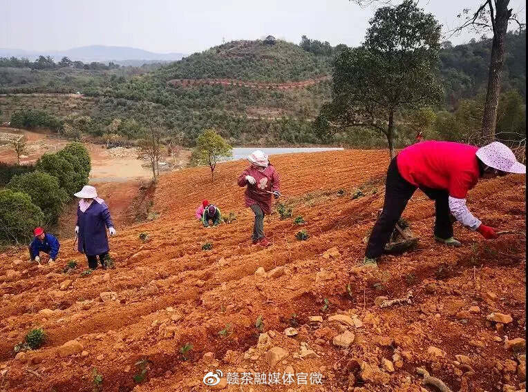 春茶季 | 春日至 百花香 春茶开采好时节（三）