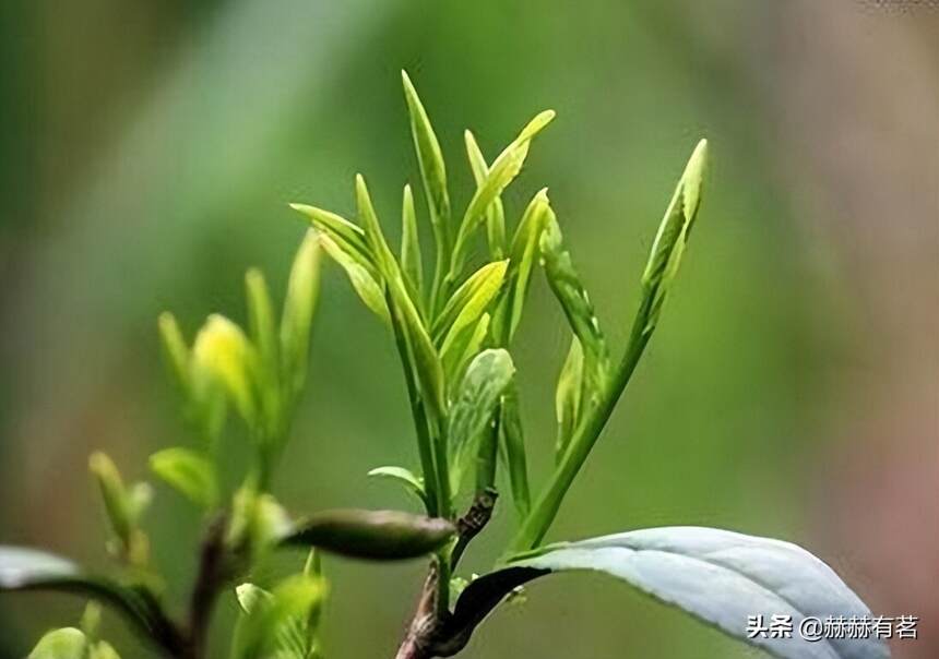 绿茶喝不惯，黄茶别提有多“香”！“仙芽”霍山黄芽告诉你