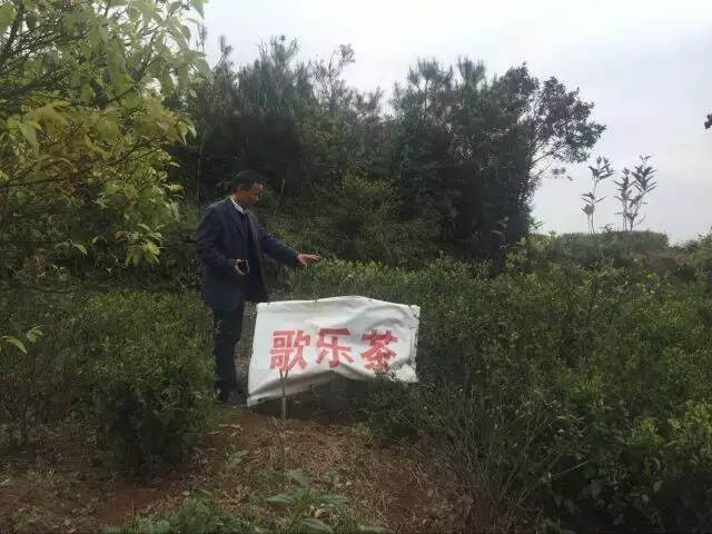 鼎鼎大名之红白茶事