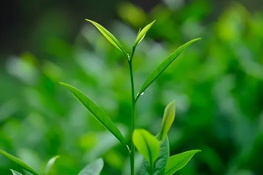 青茶 | 闽北乌龙 --- 武夷岩茶之醇不过水仙 斗茶味兮轻醍醐