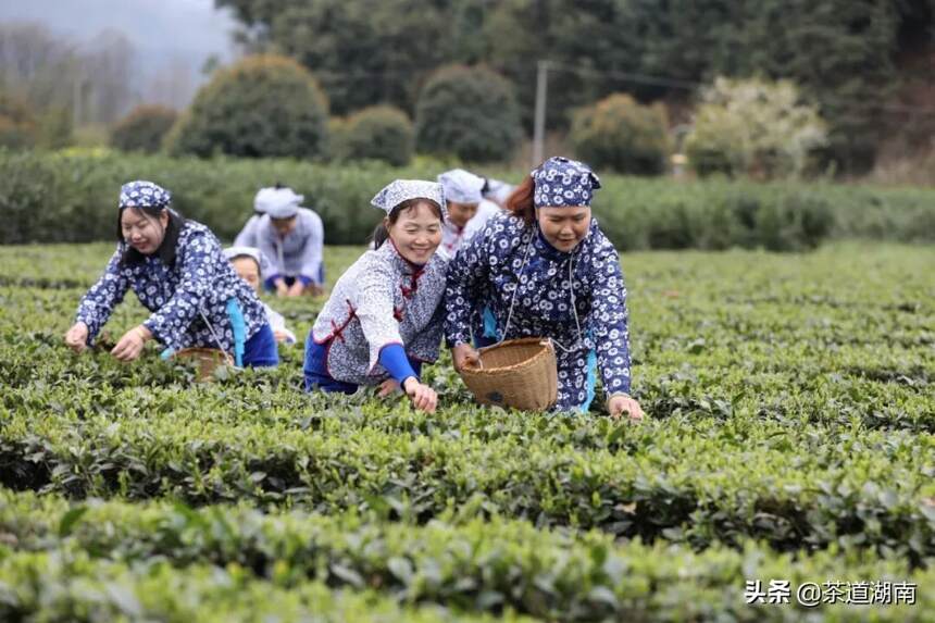 闻“春”而动，香飘万里---昨日这场活动嗨翻杨溪桥