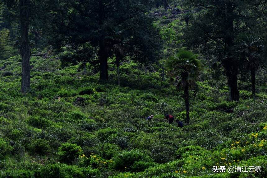 福建武夷山拉普山小种红茶；桐木关小种、正山小种