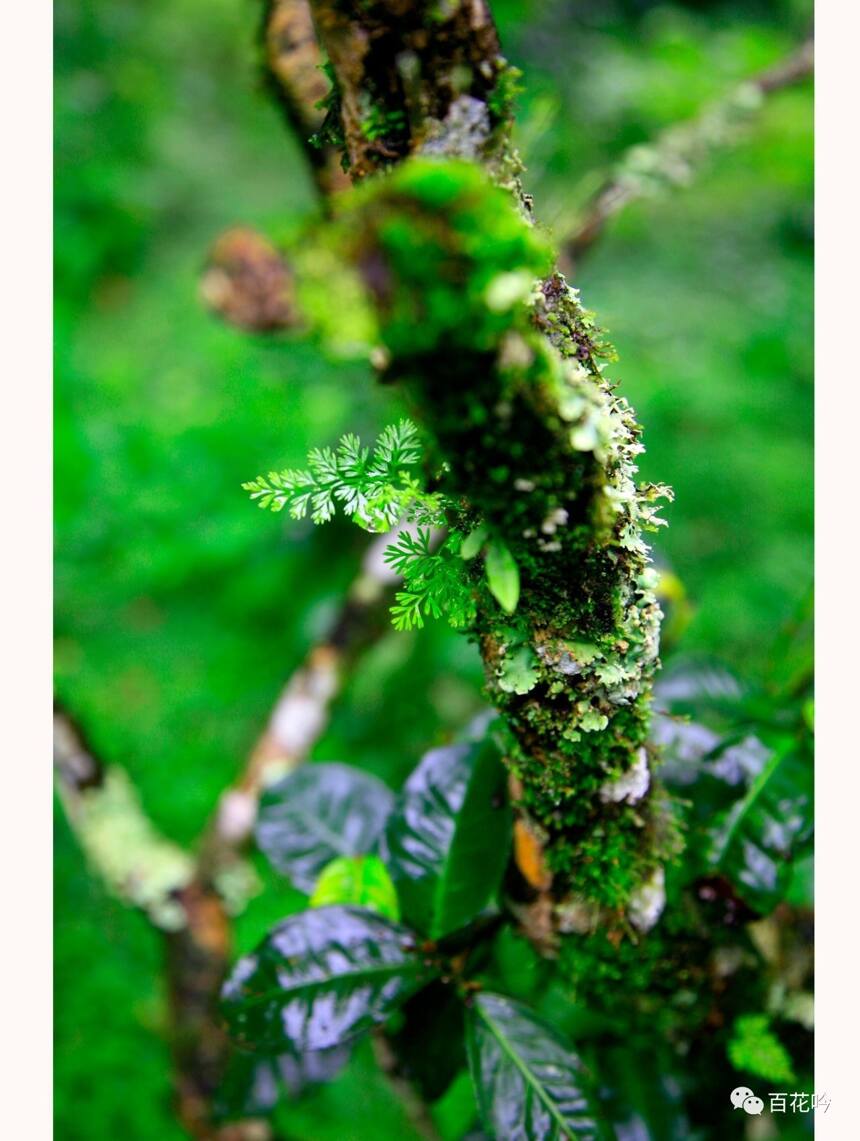 干货丨普洱茶故乡—千年传说“景迈”