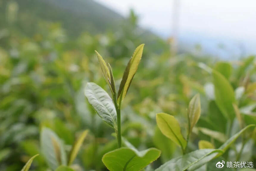 任重而道远，局艰待破题