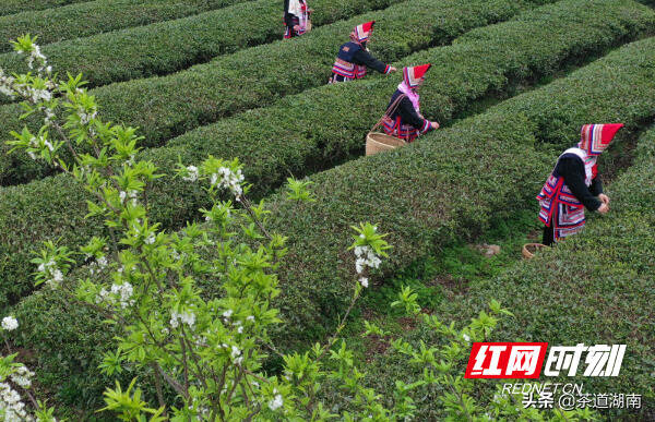 湖南宁远：茶旅融合 振兴乡村