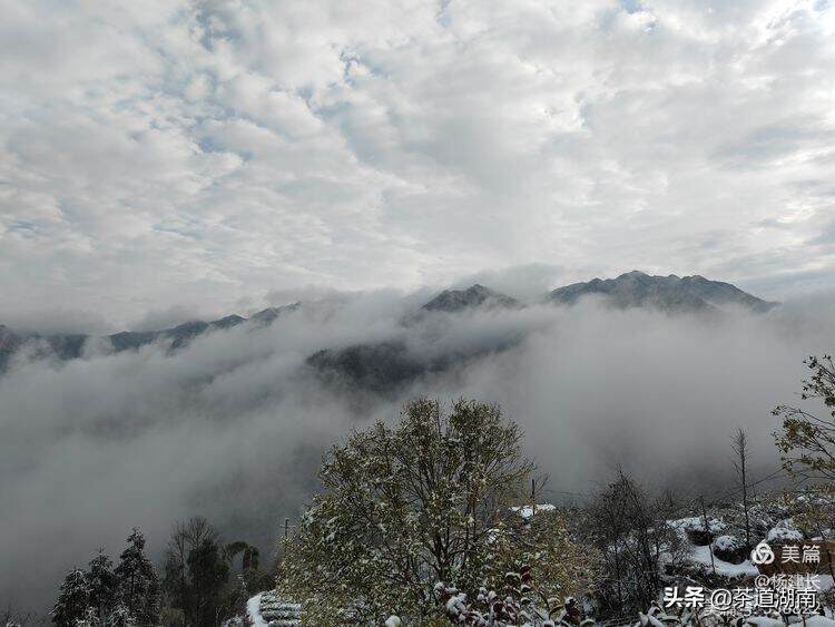 紫鹊寒芽雪中“壮”