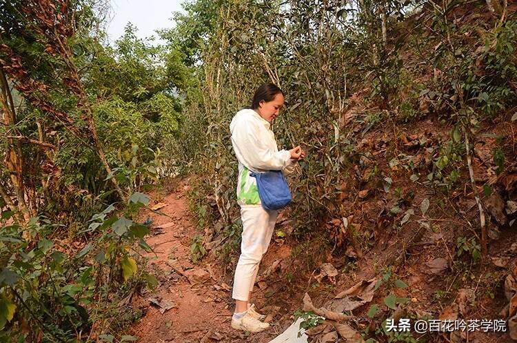 历史上的普洱茶皇家贡茶园，你知道的有多少？