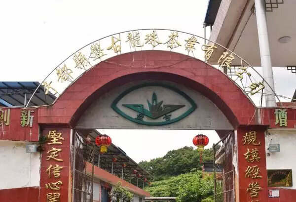 茗人访谈 | 薪火相传 绿动于都“盘古龙珠”