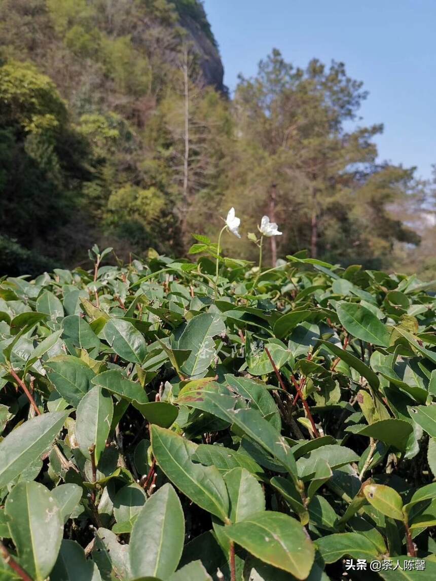 武夷岩茶产区里面生产的岩茶品质都是一样的吗？