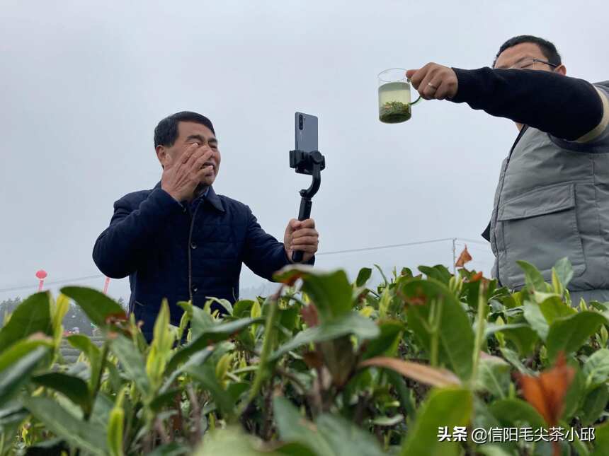 最近信阳主产区茶叶还没全面开采上市，为啥光山县茶叶少量上市？