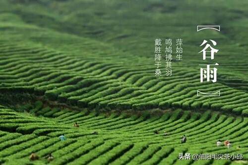 分享茶友关心“怎样才算好的信阳毛尖”？可从这6个方面看