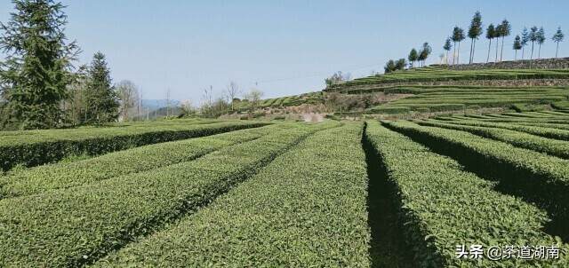 志存高远 植歌茶经