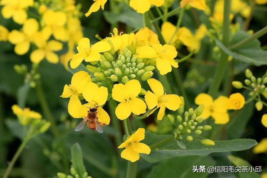 咱老家油菜花开了，用镜头带大家伙“踏春”也期待疫情春暖花开