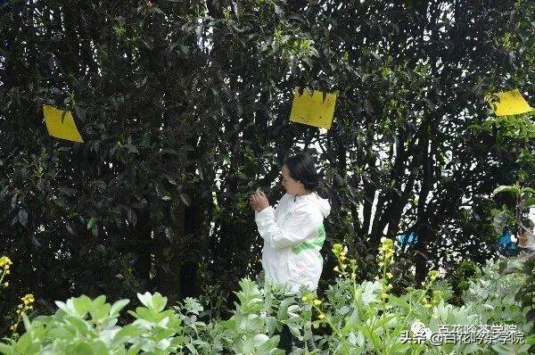 佛茶圣地｜白莺山----除了没名气，哪都好！