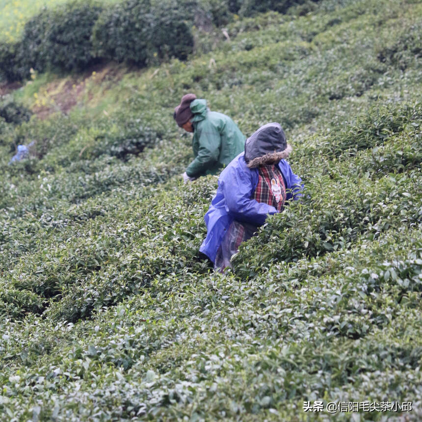 到了采茶时很多人疑问？为什么采茶工都是女性？