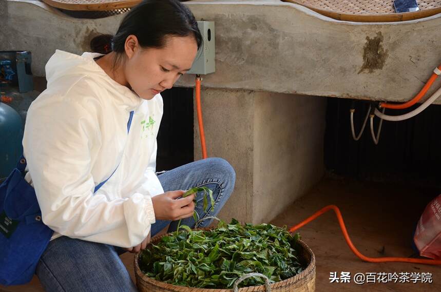 普洱春茶品质好不好，主要看这五点