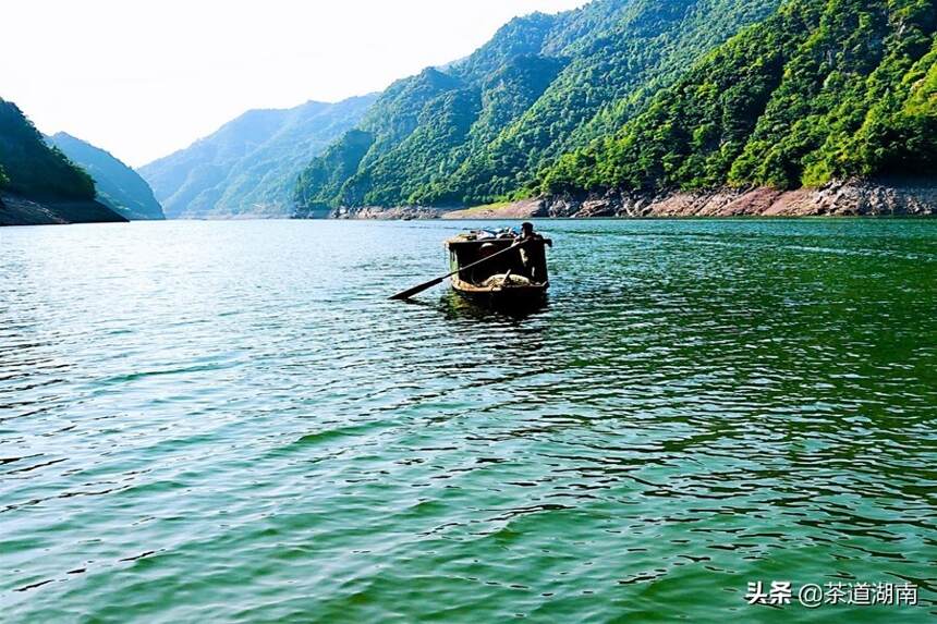 古丈县酉水流域：野生古树茶资源保护性开发