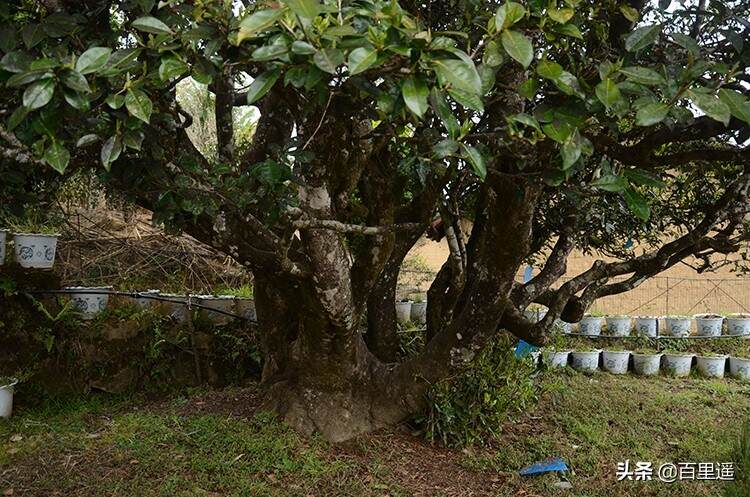 山山茶味皆不同，山头茶越来越受欢迎背后的真相