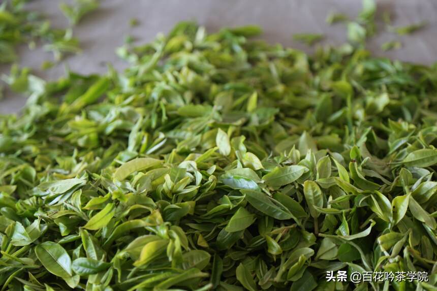 那些年你买过的伪春茶。优质的春茶都有这5个特征