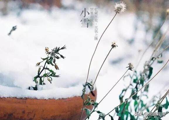 节气｜小雪至，一年煮茶时