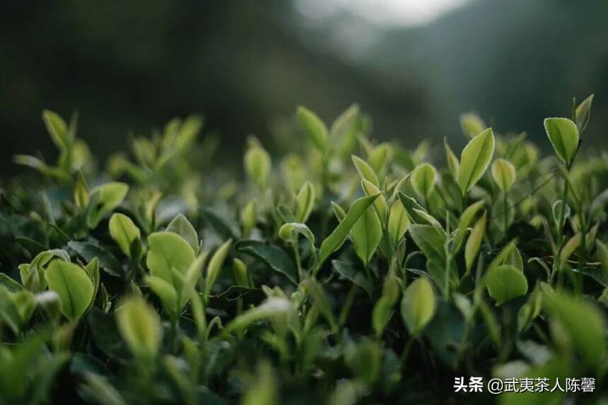 寒露 | 秋意渐浓 用一杯茶浸润身心