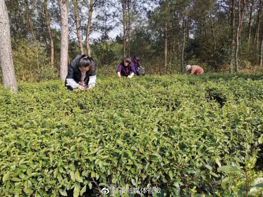 春茶季 | 春日至 百花香 春茶开采好时节（三）