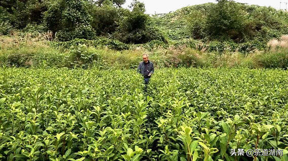 湖南怀化培育黄金茶叶苗 带领村民致富