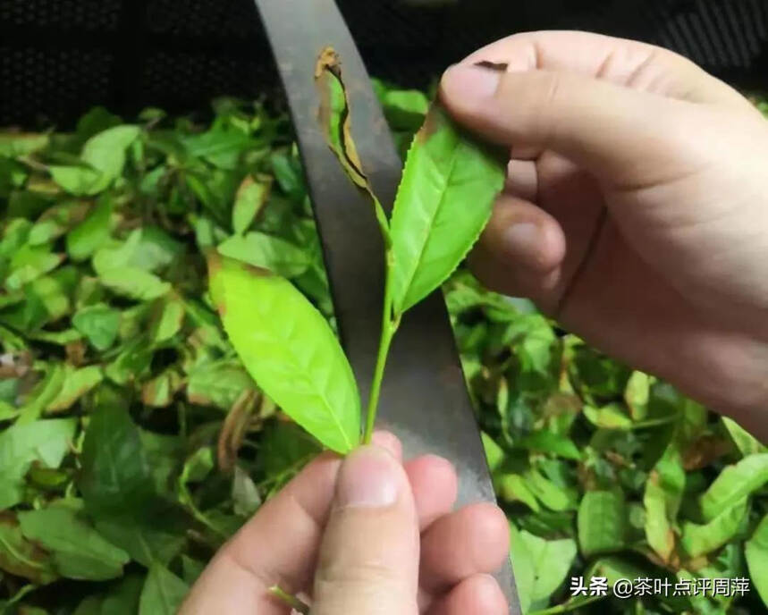 便宜的岩茶永远有，但其中的“鬼”你分得清吗？