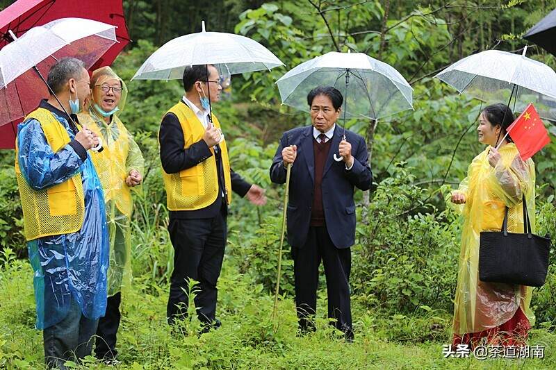 2022年中华茶祖节暨舜皇山第三届野茶节在新宁举行