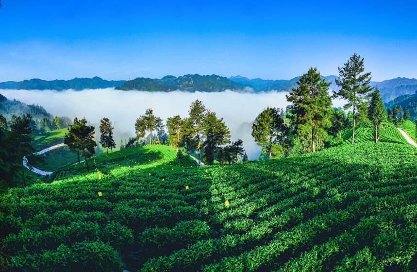 湘西黄金茶：致富新钥匙，湘西黄金茶