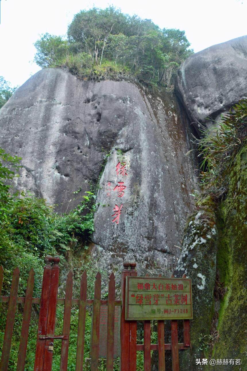 中国十大绝美茶山，你去过几个？到过三个就是幸运儿