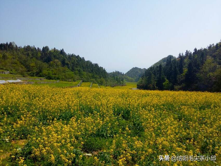 咱老家油菜花开了，用镜头带大家伙“踏春”也期待疫情春暖花开