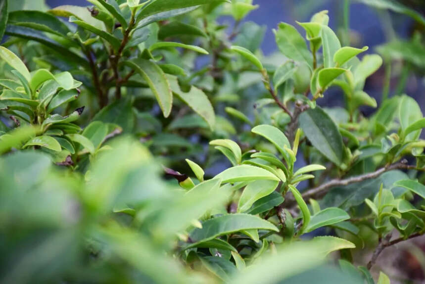 阳明湖畔风光好 树木园茶滋味佳