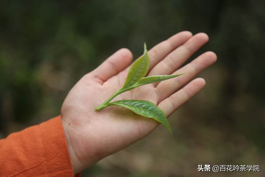 春茶季遵循这3个规律，普洱茶入门小白也能买到好茶！