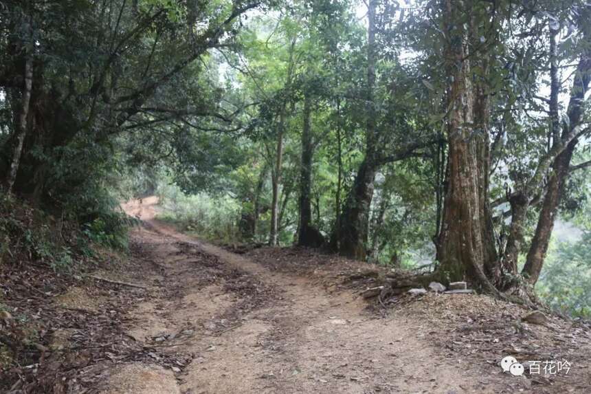 2018百花吟茶山行第十期丨麻黑—最具韵味的易武茶